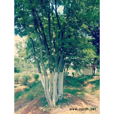 15。18.20等各種香樟大量供應