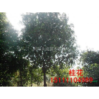 杜英，杜英價(jià)格，杜英供應(yīng)，杜英圖片，湖南造型杜英價(jià)格