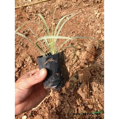 各種規格三角梅供應