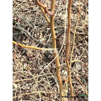 現(xiàn)有300余萬(wàn)株刺槐苗待售，誠(chéng)招長(zhǎng)期合作伙伴