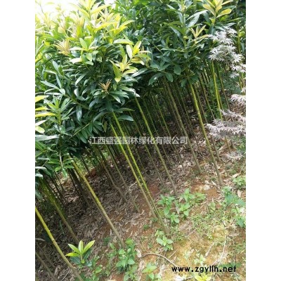 供應(yīng)竹子，剛竹，毛竹2公分，3公分，4公分