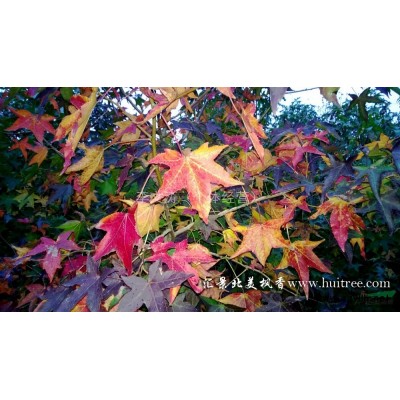 常年供應北美楓香2-18公分各種規格（上海匯景北美楓香園林）