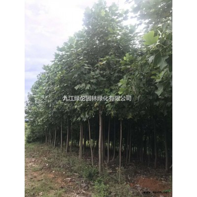 紅葉石楠3圖片/紅葉石楠3報價