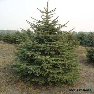 基地直銷滿天紅碧桃，紅花碧桃，晗紅碧桃，5-6公分紅花碧桃