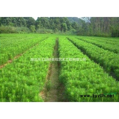 樟樹 香樟 湖北孝感