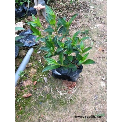 福建地區(qū)供應各種規(guī)格紅皮榕