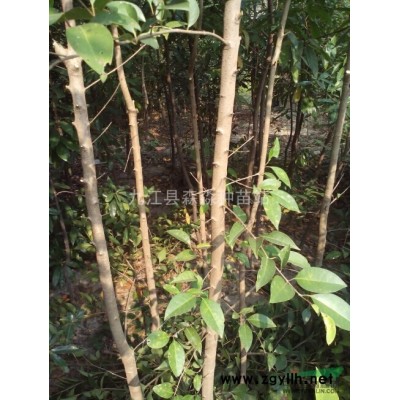 1年生杜鵑小苗 杜鵑小苗價格 盆栽杜鵑 杜鵑球