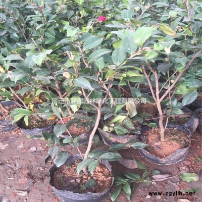 江蘇[產(chǎn)品]/江蘇柿子樹(shù)價(jià)格/報(bào)價(jià)