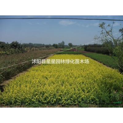 江蘇大量供應(yīng)青竹 早園竹金鑲玉竹 紫竹 淡竹 觀音竹羅漢竹