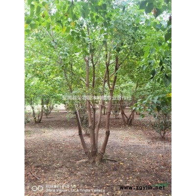 江蘇紅葉李精品紅葉李