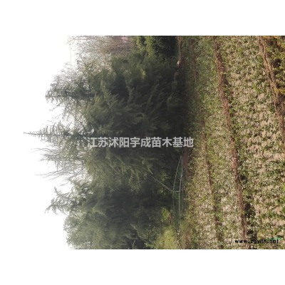 江蘇供應雪松3-5米