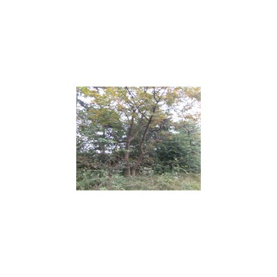 紫薇 桂花、廣玉蘭、楓香、樸樹