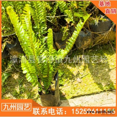 福建剛竹批發(fā) 漳州剛竹價(jià)格真便宜 剛竹直銷便宜批發(fā) 優(yōu)質(zhì)剛竹