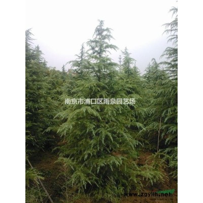 廣玉蘭基地，南京廣玉蘭基地15公分廣玉蘭新價格。