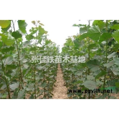 遼寧沈陽新民長期出售一年生楊樹苗