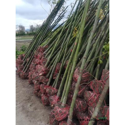 桂花金桂八月桂丹桂叢生桂花江西贛州苗木