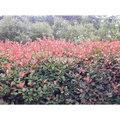 低價優(yōu)惠桂花