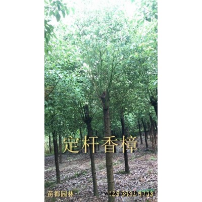 大量供應(yīng)香泡 橘子 桔子 梨樹 桃樹琵琶等各種果樹