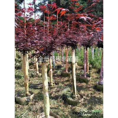 出售多桿叢生日本紅楓，2-3M冠，樹型優美！