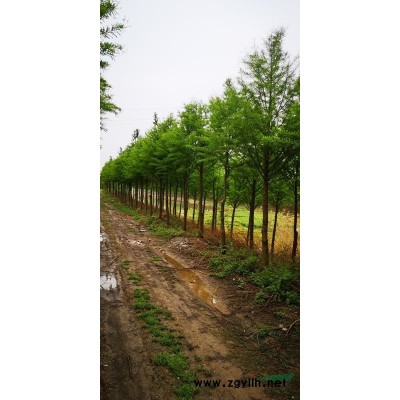 各種規格中山杉出售8-12公分