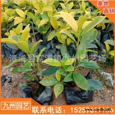 福建奉化木便宜 福建有便宜的鳳凰木 漳州鳳凰木批發(fā)處理價(jià)格便