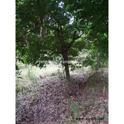 四川綿陽地區(qū)供應(yīng)5-35cm米徑香樟樹