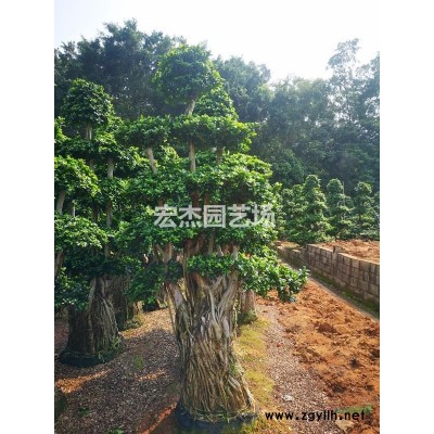 造型小葉榕樁頭