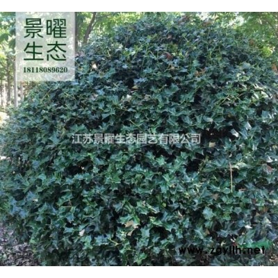 雷竹的產地在哪里/哪里便宜/江蘇景曜生態基地直銷批發價格圖片