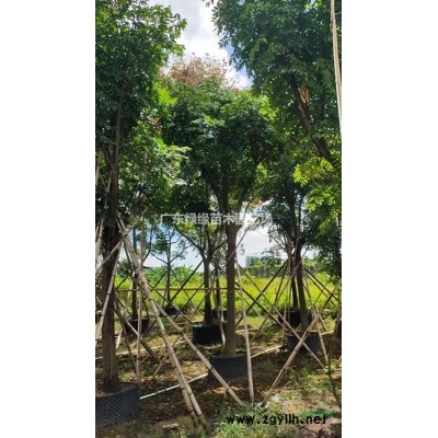 廣東供應紅花玉芙蓉