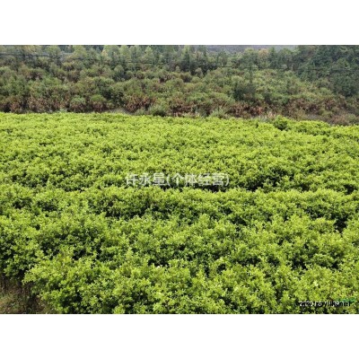 福建省龍巖地區(qū)供應(yīng)瓜子黃楊（高60-80公分）