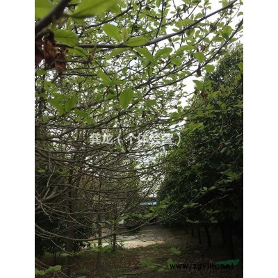 12年以上廣玉蘭，樟樹(shù)等