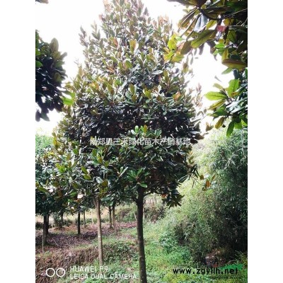 陜西漢中供應精品廣玉蘭