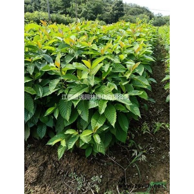 10公分濕地松12公分濕地松15公分濕地松18公分濕地松江西濕地松