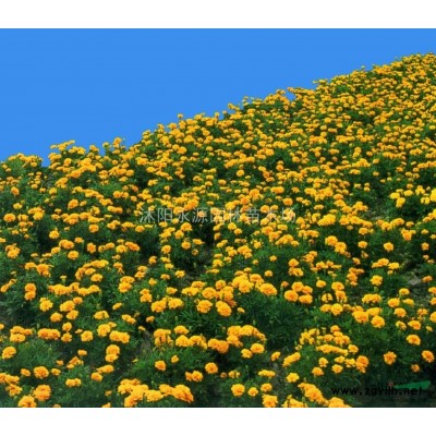 大批量供應竹苗，竹子苗，竹子小苗