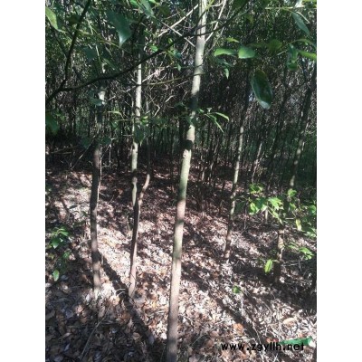 地徑0.5-7公分杜英