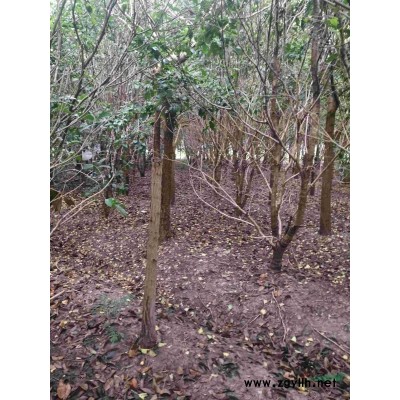 處理一批樹苗，香樟樹，女貞，木犀，銀杏樹