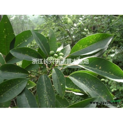浙江無(wú)患子信息_浙江長(zhǎng)興信諾苗木基地
