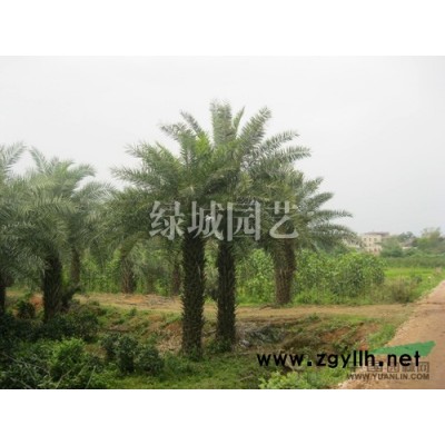 漳州供應榕樹樁盆景