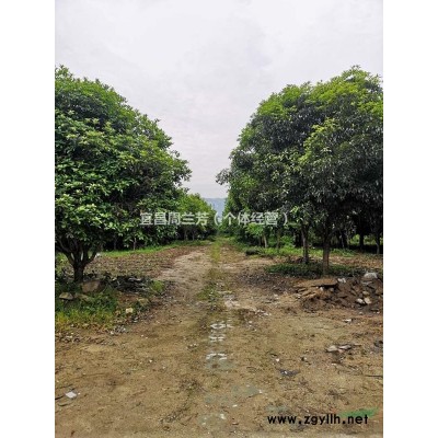 桂花樹供應(yīng)