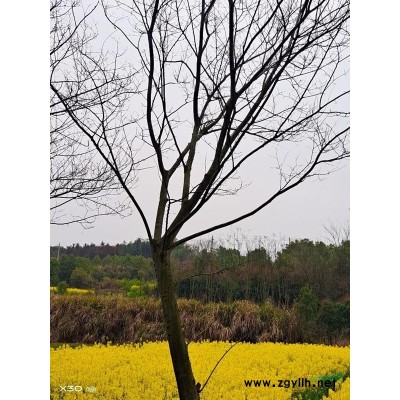 廣玉蘭桂花香樟