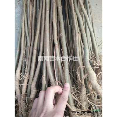 哪里有刺槐樹苗賣？哪里有批發(fā)基地？
