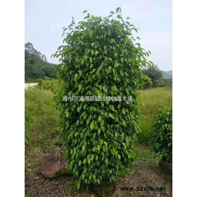 供應4-15公分紅楓