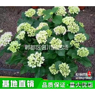 成都竹子基地_庭院竹子批發(fā)_羅漢竹價格_供應(yīng)佛肚竹_佛肚竹苗圃_青竹報價_景觀觀竹_微型竹_盆景竹