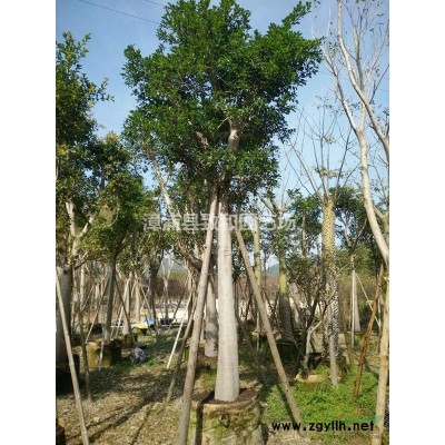 清場低價處理一批移栽單桿杜松，多桿杜松，造型杜松