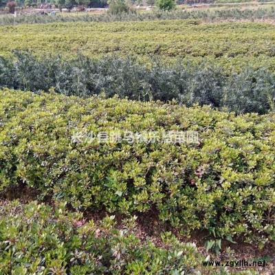 湖南剛竹、湖南紫竹、湖南富貴竹