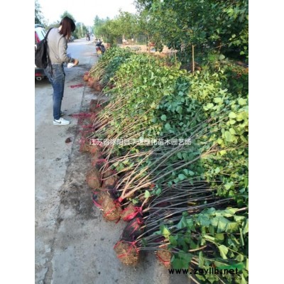 基地批發竹苗 剛竹青竹金鑲玉竹紫竹1-5公分