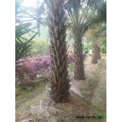 黃金香柳袋苗 黃金寶樹(shù)袋苗 千層金 各種規(guī)格 自產(chǎn)自銷(xiāo)