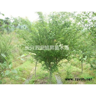 浙江供應無患子4規格*