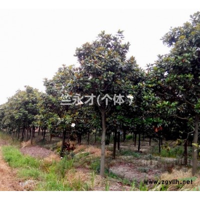 廣玉蘭低價出售