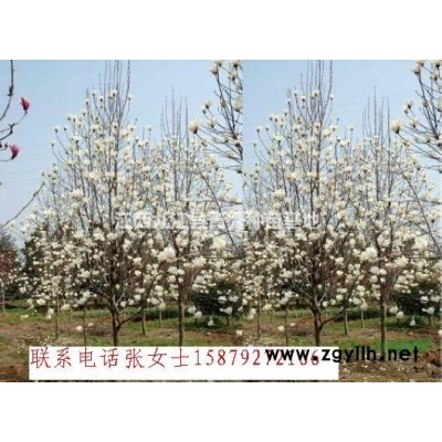 大量楓香小苗低價出售、九江楓香小苗供應、江西楓香小苗批發